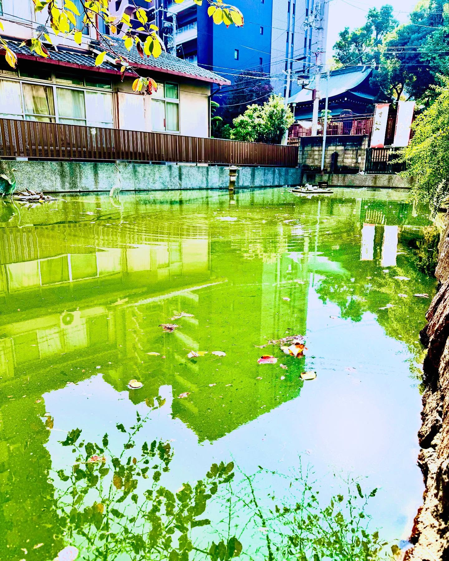 星合茶寮(すべらんうどん本店)の星合池