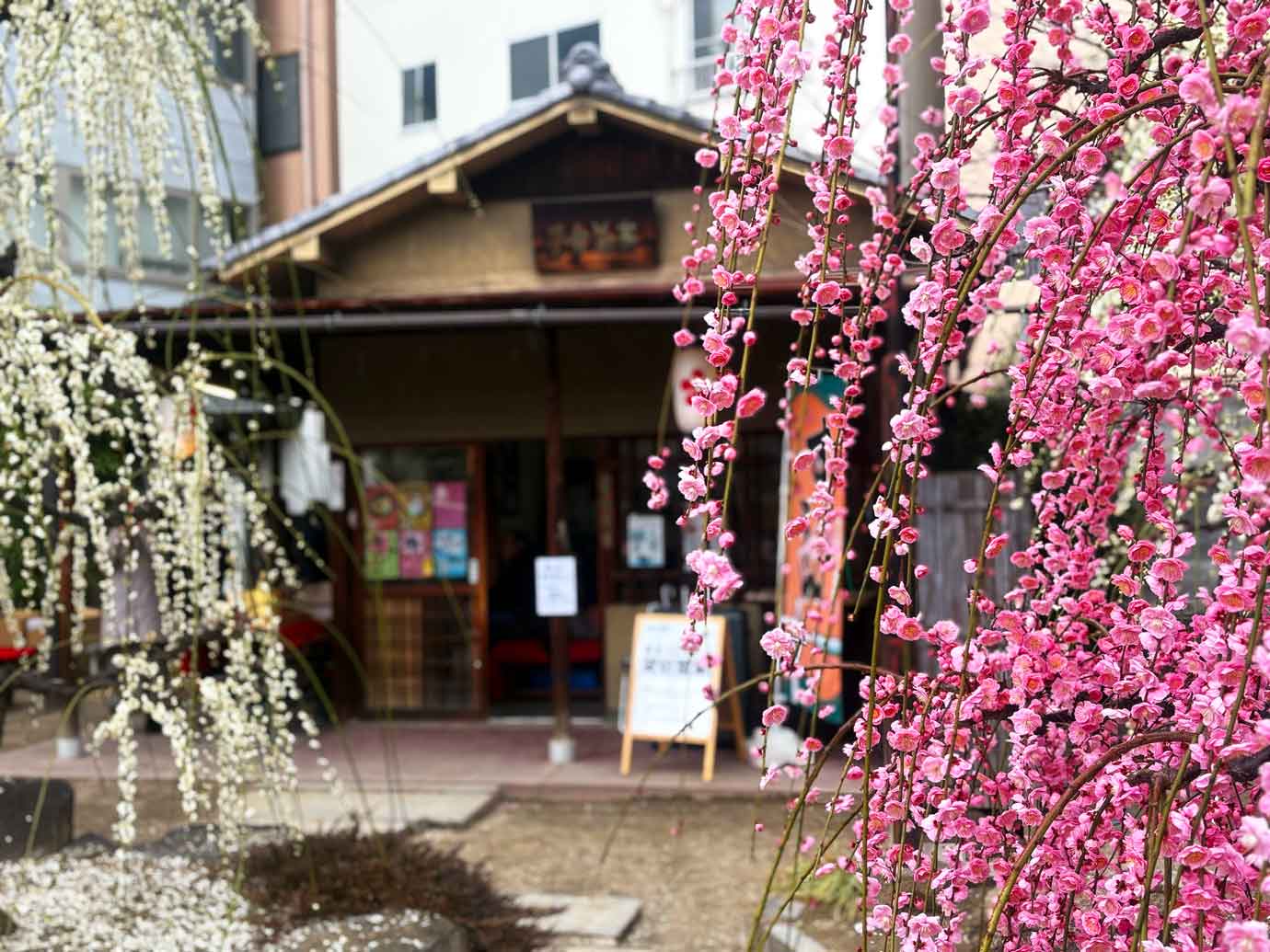 大阪天満宮のすべらんうどんの梅の花が満開