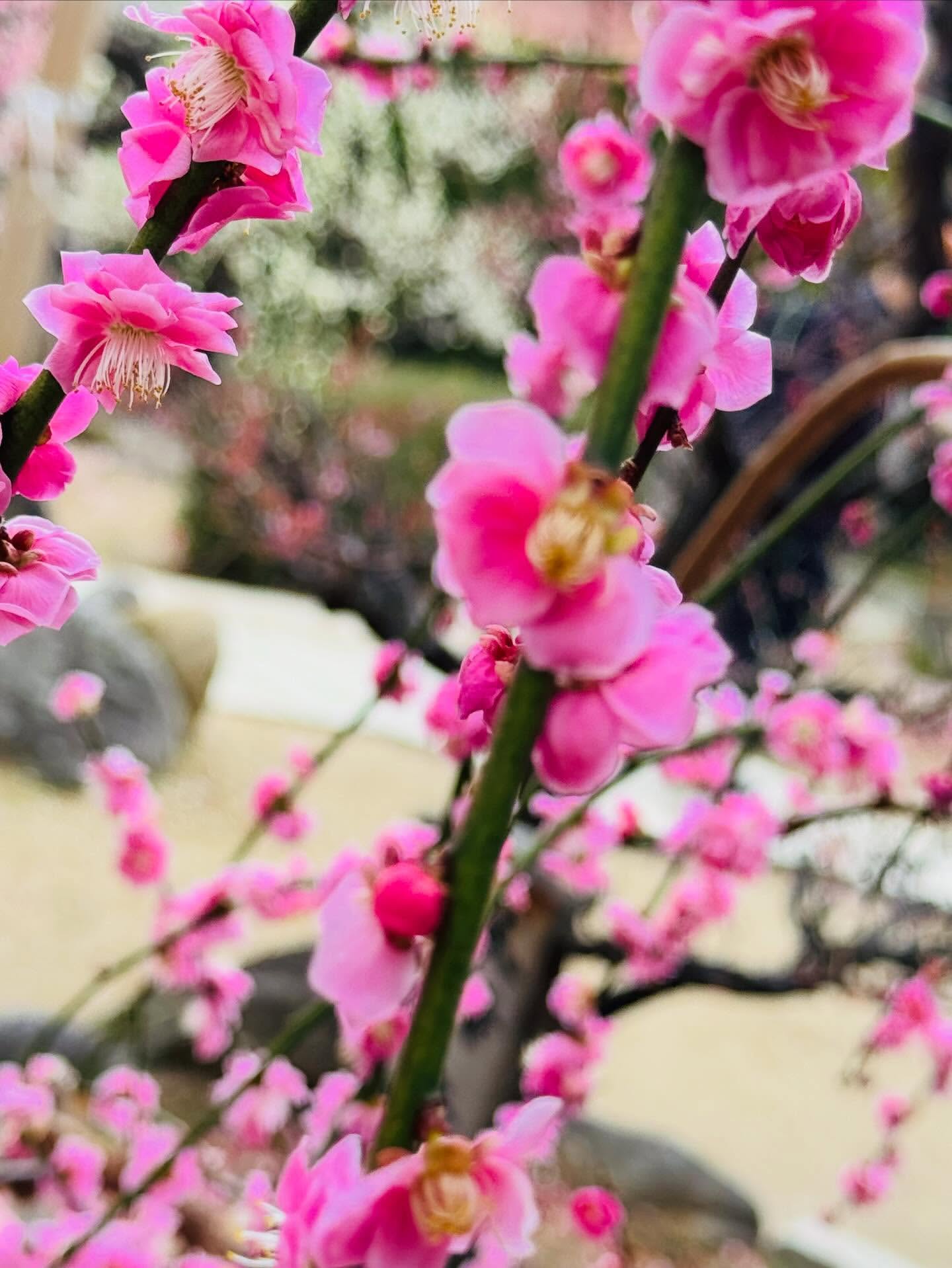 大阪天満宮のすべらんうどんの梅の花が満開