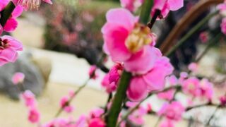 【大阪天満宮・梅の見頃】受験前の合格祈願や息抜きのお散歩に最適な季節です。